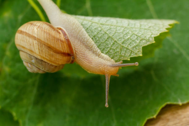 istock Close-up view of snail on green leaf. 1359098619