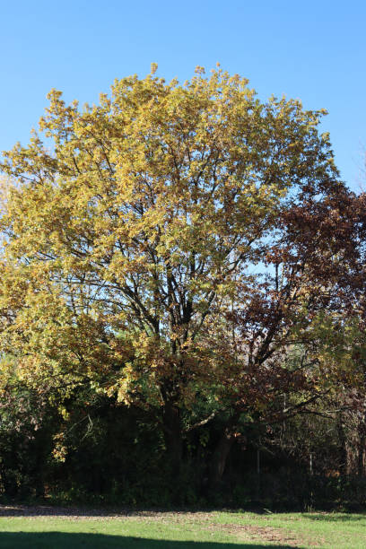 istock Big oak tree  with yellow leaves on autumn 1359099564