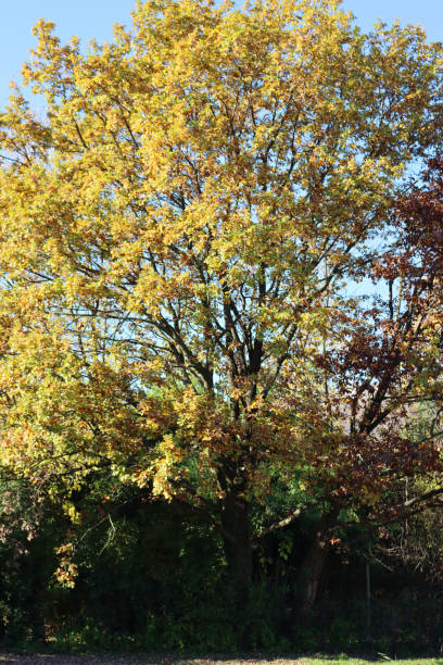 istock Big oak tree  with yellow leaves on autumn 1359099592