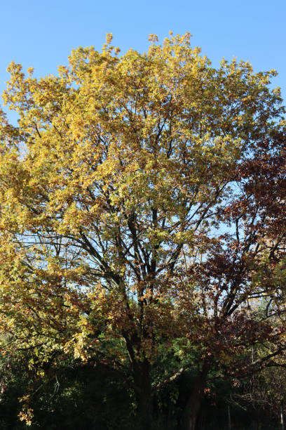 istock Big oak tree  with yellow leaves on autumn 1359099619