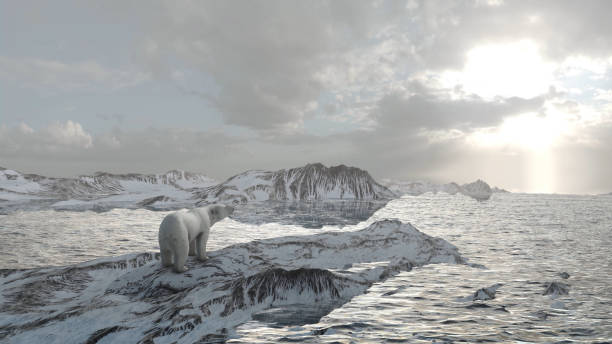 istock Polar bear standing on iceberg glacier watching the horizon, aerial 1359100037