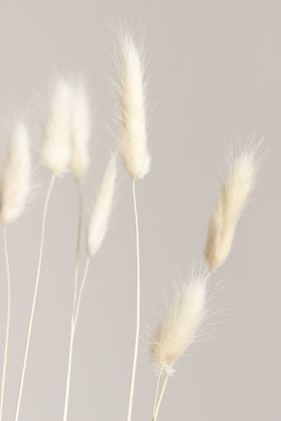 istock Close up of dried Lagurus on light background 1359100593