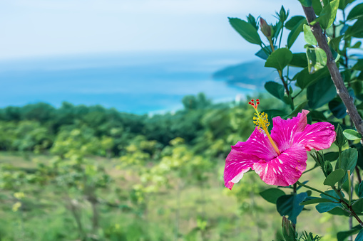 Pink tropical hibiscus growing in spring garden blue sea background