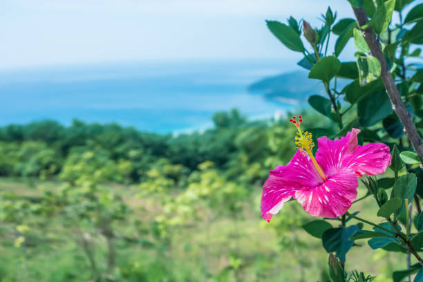 розовый гибискус, растущий в весеннем саду на фоне синего моря - flower bed spring flower tree стоковые фото и изображения