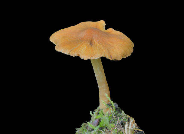 istock Inedible mushroom (Hygrocybe conica) 1359101010