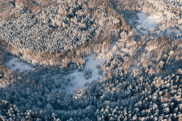 Drone view frozen snowy forest at sunny winter day