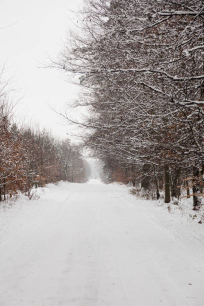 istock Snow alley road in winter forest. 1359105021