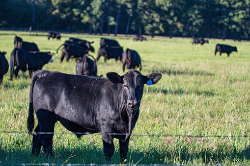 Angus heifer calf looking at the camera with rest of the herd out-of-focus behind her in a bermudagrass field.