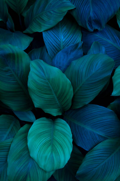 istock tropical leaves, abstract green leaves texture, nature background 1359107149