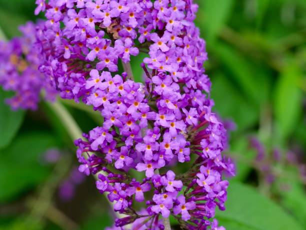 istock Closeup view of Buddleia 1359108263