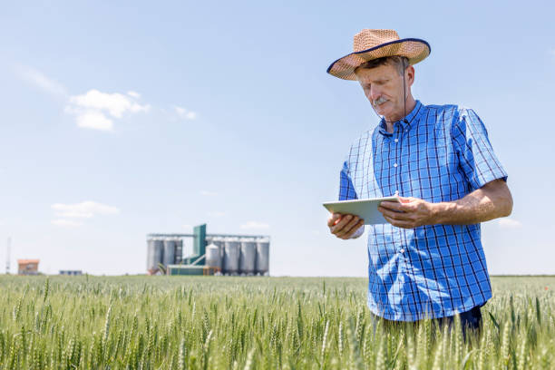 istock Senior farmer standing in the field and using digital tablet 1359108718