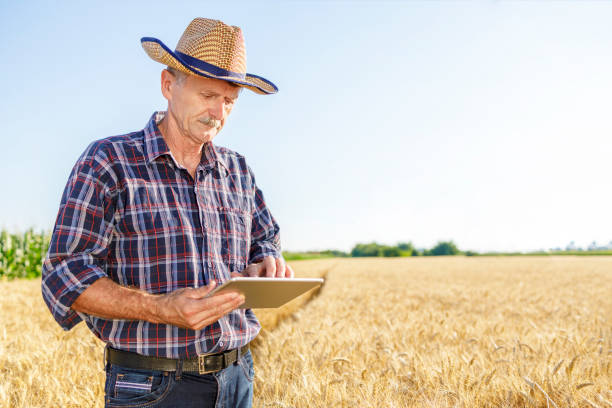 istock Old man holding digital tablet when examining wheat field 1359108850
