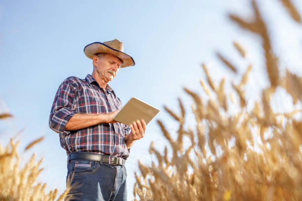 istock Mature farmer standing in the field and using digital tablet 1359109533