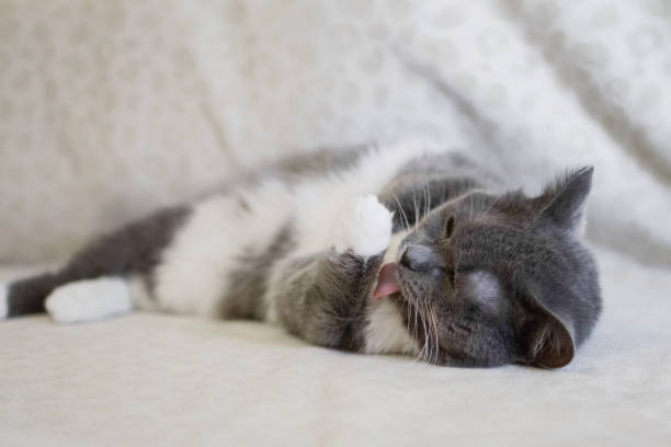 istock Adorable chubby white-blue cat lies on sofa and washes with paw 1359109911