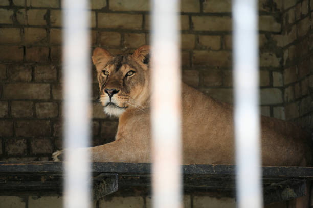 istock Lioness in the cage 1359113568
