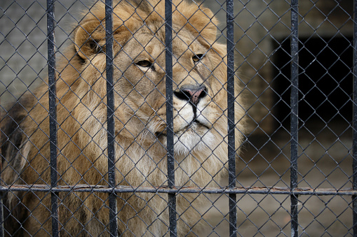 Lion in the cage, outdoor