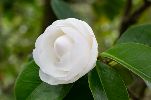 Japanese camellia white flower on a shrub branch in the garden on a sunny day close-up, spring. Floral background