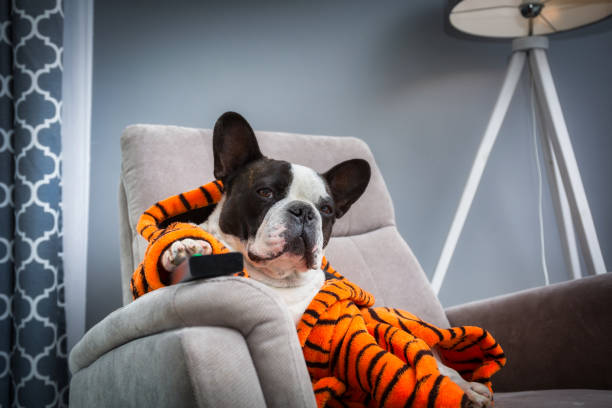 французский бульдог в оранжевом тигре халат смотреть телевизор на стуле - undomesticated cat pets animal watching стоковые фото и изображения