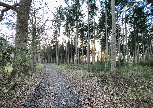 A path through a forest in Germany in winter.