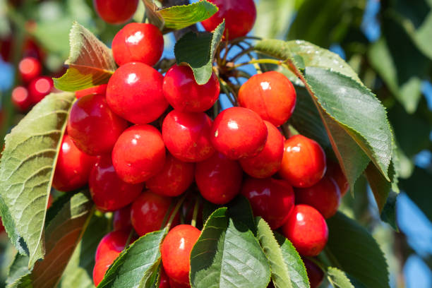 istock Fresh ripe sour cherry hanging on cherry tree in orchard. 1359115489
