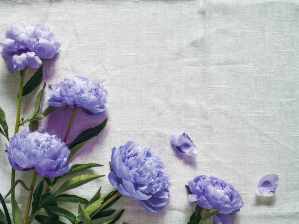 istock violet peony bouquet on white tablecloth 1359116507