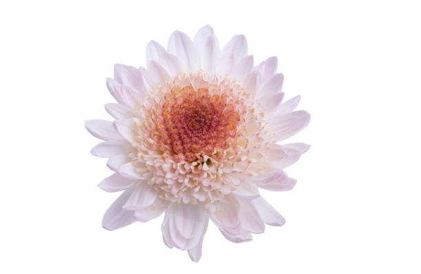 istock beautiful chrysanthemum flower isolated 1359116576