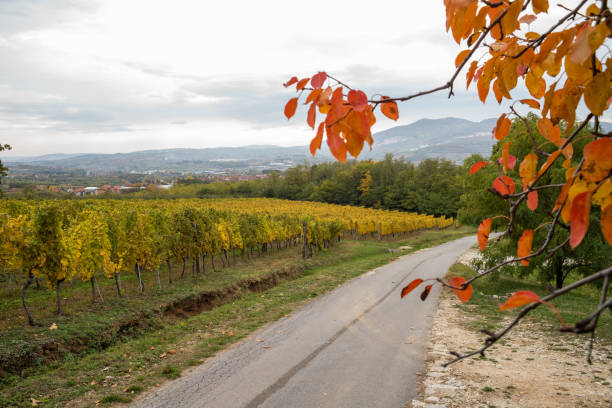 istock Road and vineyard field in autumn 1359116741