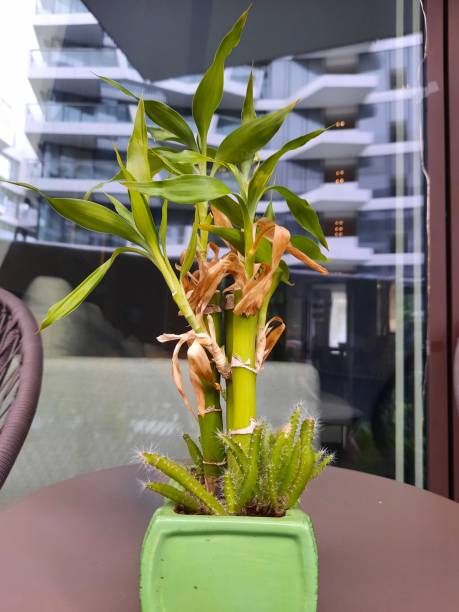The great ornamental plant