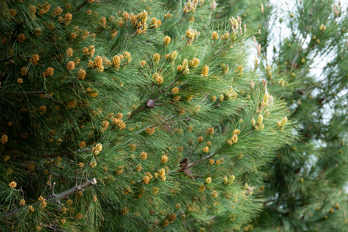 Fruit of Pinus pinaster belongs to the Pinaceae family