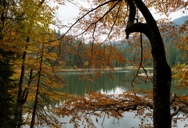 istock autumn landscape on Synevyr lake 1359117678