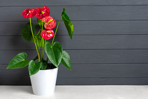 House plant Anthurium in white flowerpot isolated on white table and gray background Anthurium is heart - shaped flower Flamingo flowers or Anthurium andraeanum symbolize hospitality.
