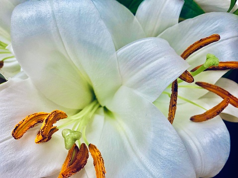Horizontal close up detail of vibrant white Lilly flowers in bloom with details of orange petals stamen pollen and bud awaiting blossom in florist bouquet arrangement