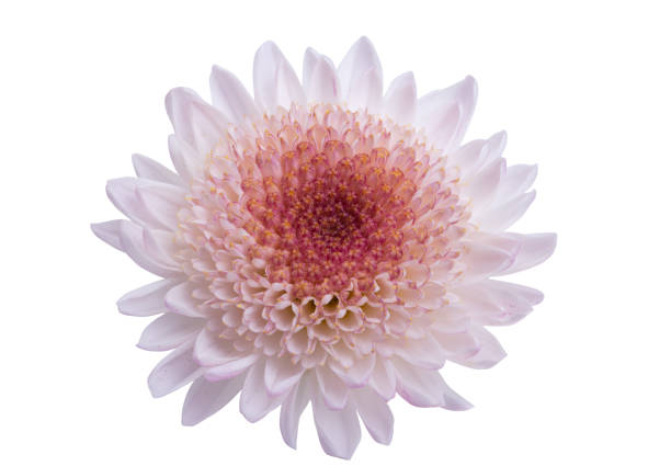istock beautiful chrysanthemum flower isolated 1359118913