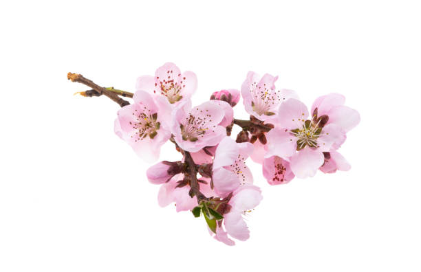 istock beautiful sakura flower isolated 1359119018