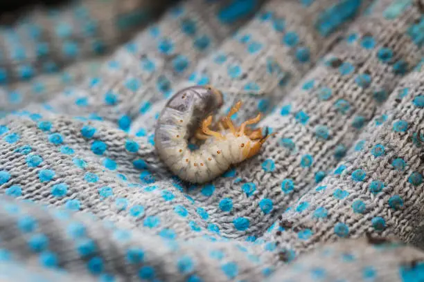 Photo of Close up of a child holding a European chafer beetle larva