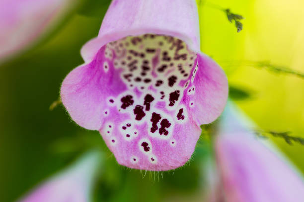 beautiful bright pink and white foxglove flower