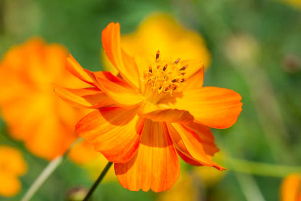 Bright orange cosmos flower in sunny summer day