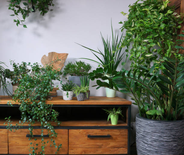 istock Different indoor plants in living room with decorations on the table Stylish composition of home garden green industrial interior. Urban jungle interior with houseplants. green concept for magazine. 1359119123