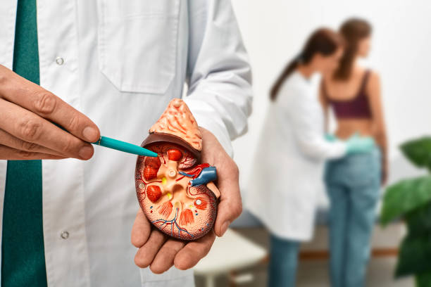 Urology and treatment of kidney disease. Doctor doing kidney exam for female patient with kidney disease, soft focus stock photo