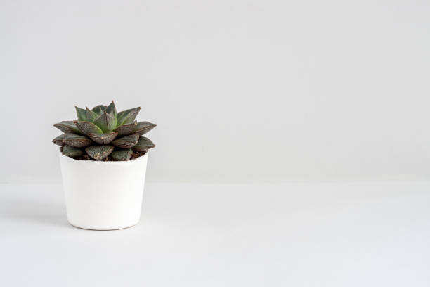 istock Small single natural succulent in a white pot 1359120466