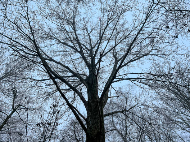 istock A look into the leafless treetops in winter. 1359120567