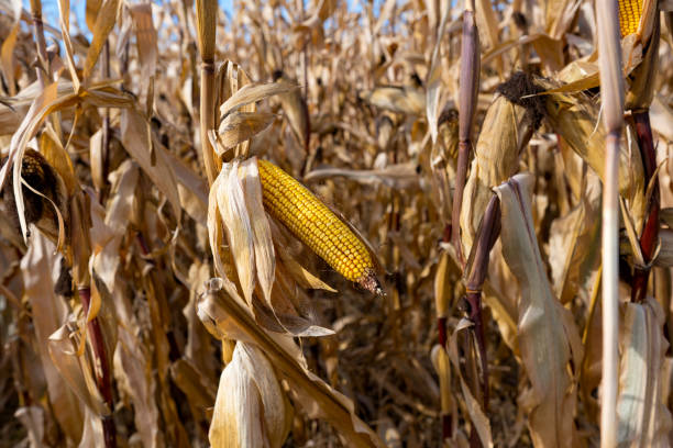 istock dry corn field on a sunny day 1359120693