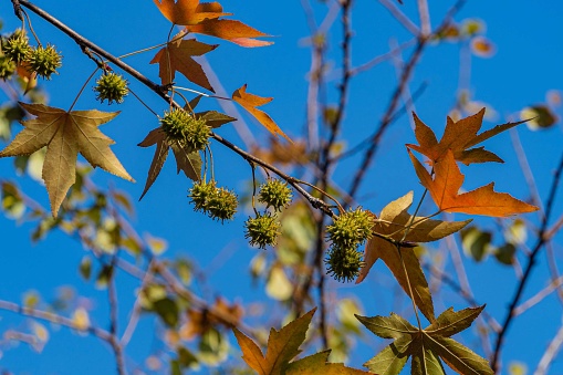 Red autumn leaves and green pointed balls with seeds on branch of Liquidambar styraciflua. Blurred background. Selective focus.Spiky balls are very similar to molecules of the Covid-19 coronavirus.