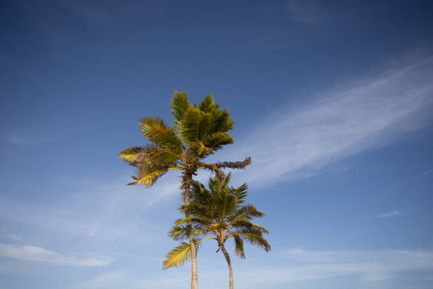 istock Palm trees on the blue sky background. Tropical plant. 1359121394