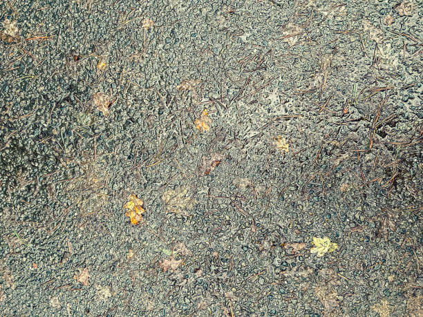 istock A wet and dirty concrete with some foliage. 1359122225