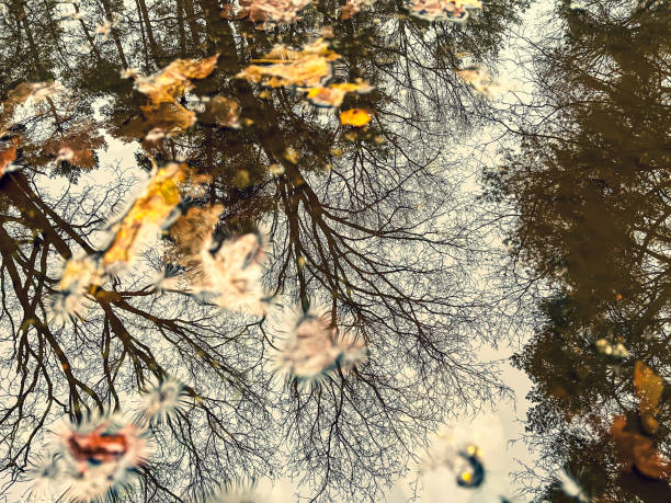 View through a puddle to the treetops in winter.