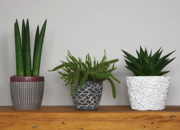 istock Different indoor plants in living room with decorations on the table Stylish composition of home garden green industrial interior. Urban jungle interior with houseplants. green concept for magazine. 1359123546