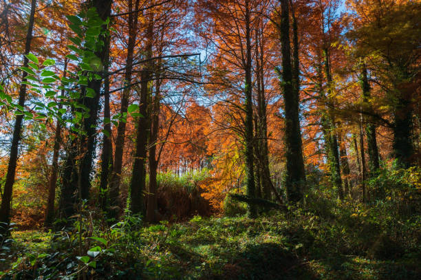 istock Autumn Metasequoia Forest 1359124045
