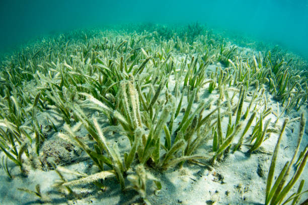 trawa morska w zatoce rekinów - sea grass zdjęcia i obrazy z banku zdjęć