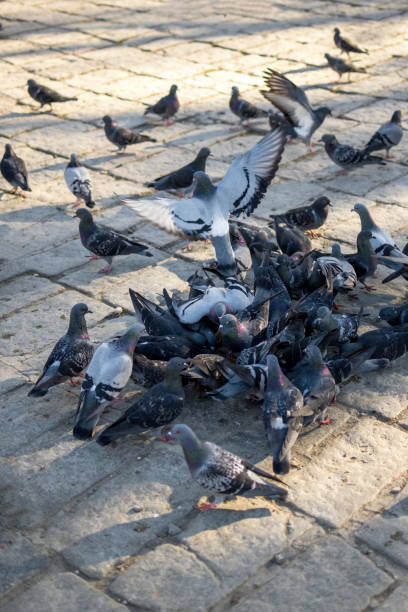 istock A group of pigeons eating wheat in the mosque's courtyard 1359126596